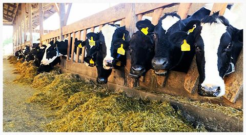 13510809_609013559267685_1178478705432128188_n-2